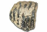 Partial Southern Mammoth Molar - Hungary #357027-3